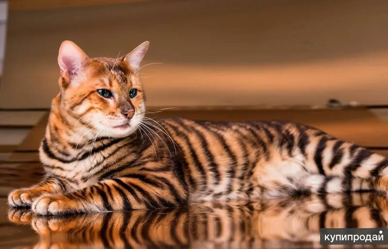 Toyger - Bing images Toyger cat, Toyger kitten, Cat breeds