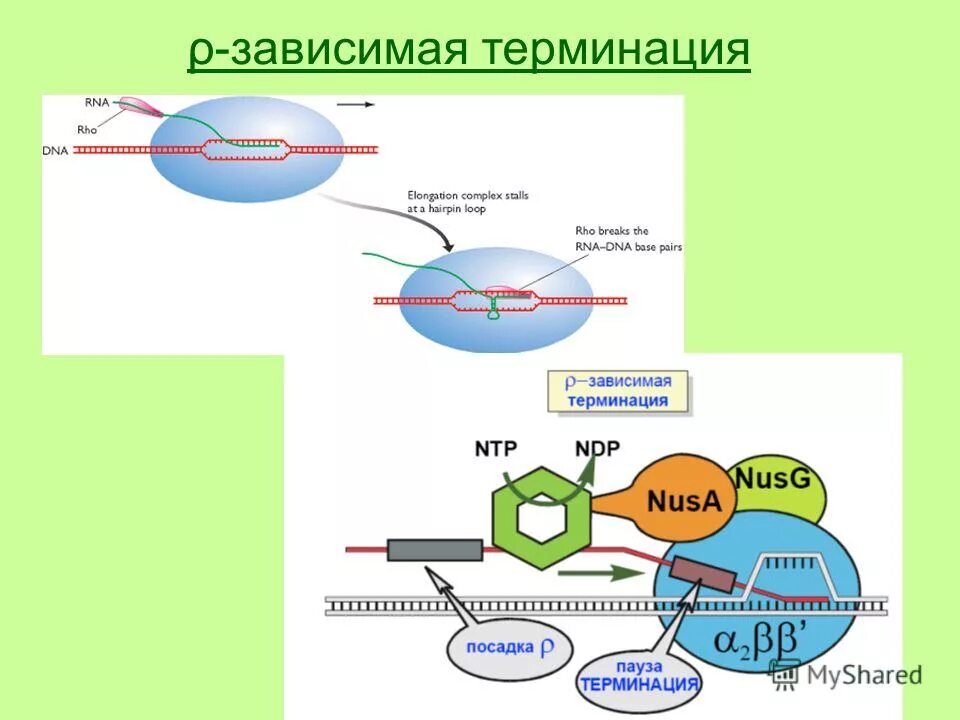 Терминация синтеза рнк. Rho-зависимая/независимая терминация транскрипции. РО независимая терминация транскрипции. Элонгация и терминация транскрипции. Механизмы терминации транскрипции.