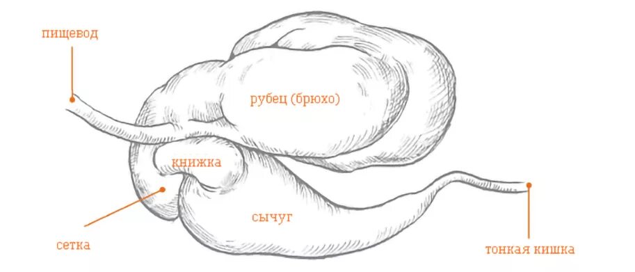 Рубец жвачных. Рубец коровы анатомия.