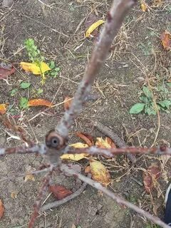 Погибают яблони что делать