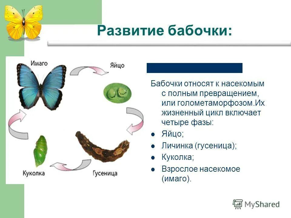 Стадия развития яйцо личинка имаго. Стадия развития яйцо личинка имаго