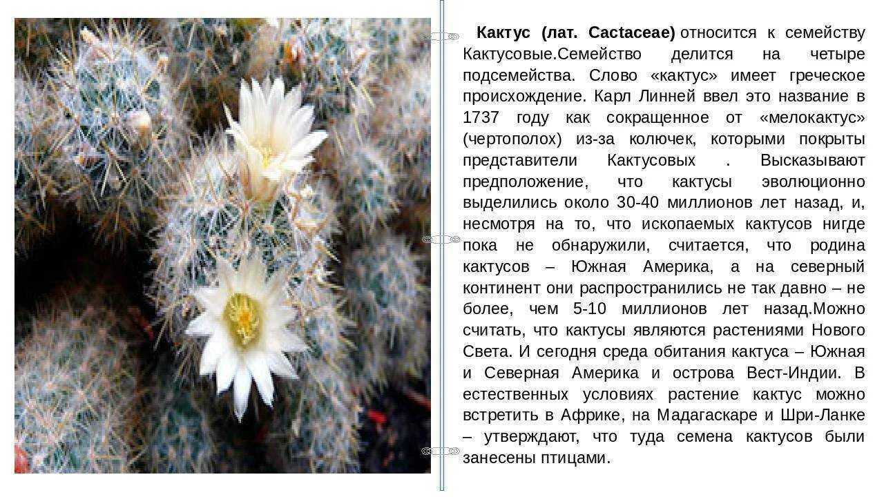 Кактусовые семейство сообщение. Описание кактуса. Доклад про Кактус. Кактус домашнее растение описание. Доклад про комнатный Кактус.