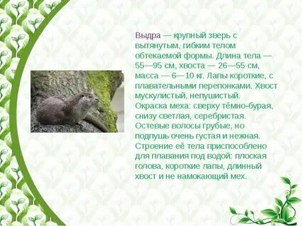 Животные занесенные в красную книгу ставропольского