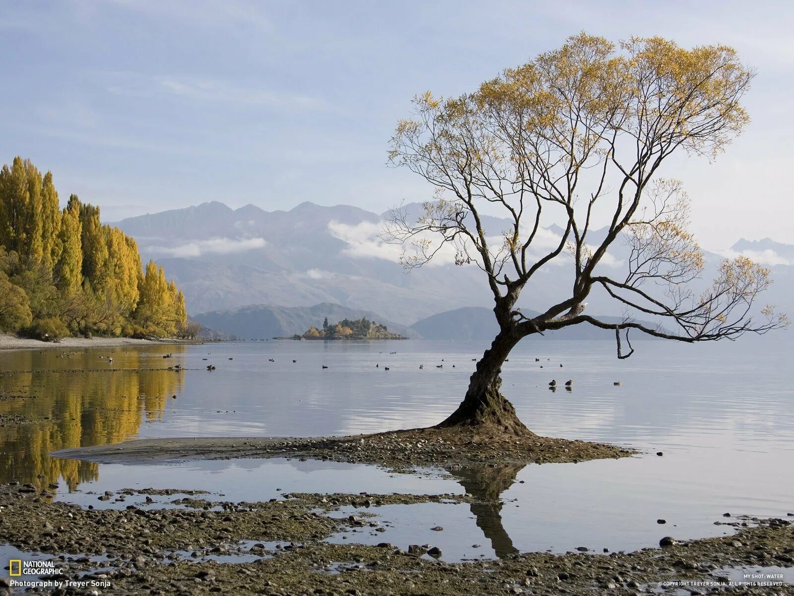 Деревья смотрят в воду. Озеро Сукко. Кипарисовое озеро National Geographic. Кипарисовое озеро в Анапе. Манука дерево новая Зеландия.