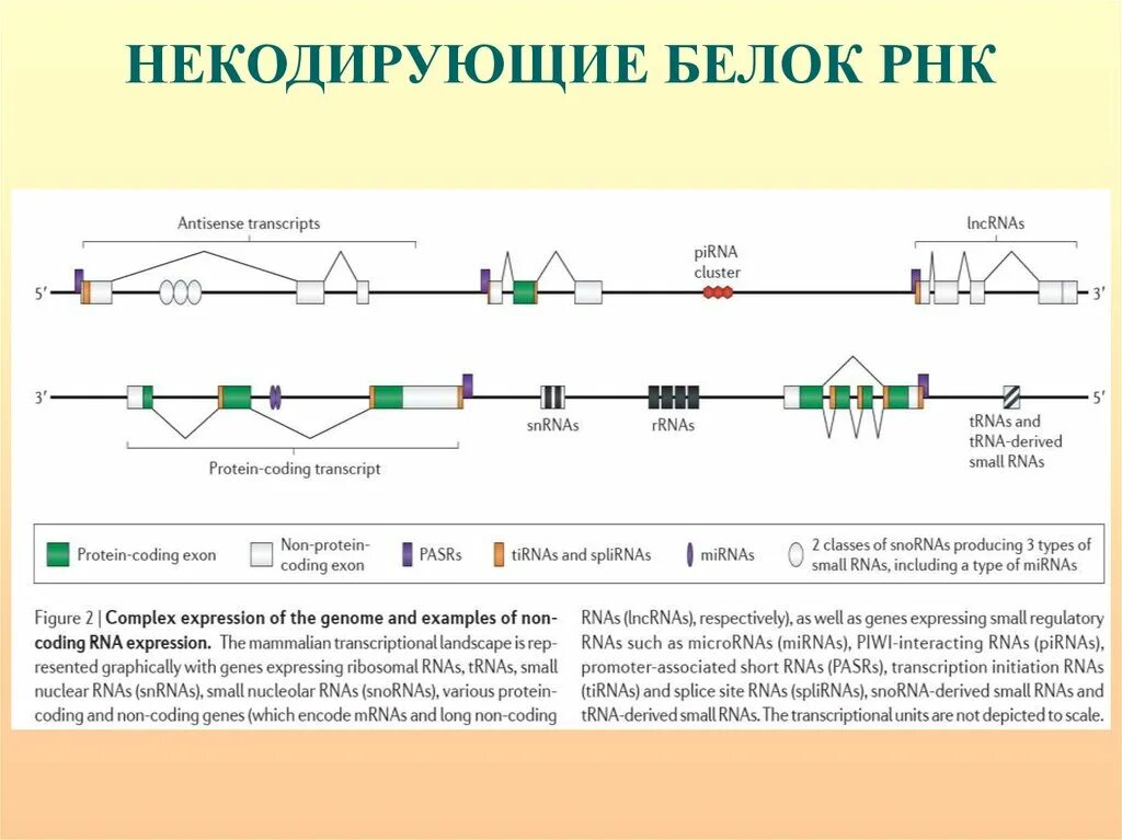 Некодирующие РНК. Длинная некодирующая РНК. Некодирующие РНК их функция. Некодирующие участки РНК.