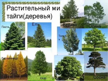 Лиственные деревья тайги