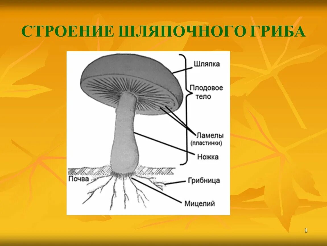 Модель шляпочного гриба биология. Схема плодовое тело шляпочного гриба. Строение шляпочного гриба рисунок. Схема строения шляпочного гриба.