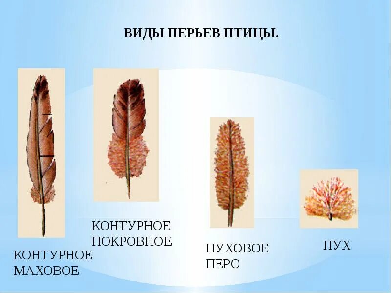 Кожа и перья птиц. Строение пухового пера птицы. Строение покровного пера птицы. Пуховое перо птицы биология 7. Коньрунок покровное перо птицы.