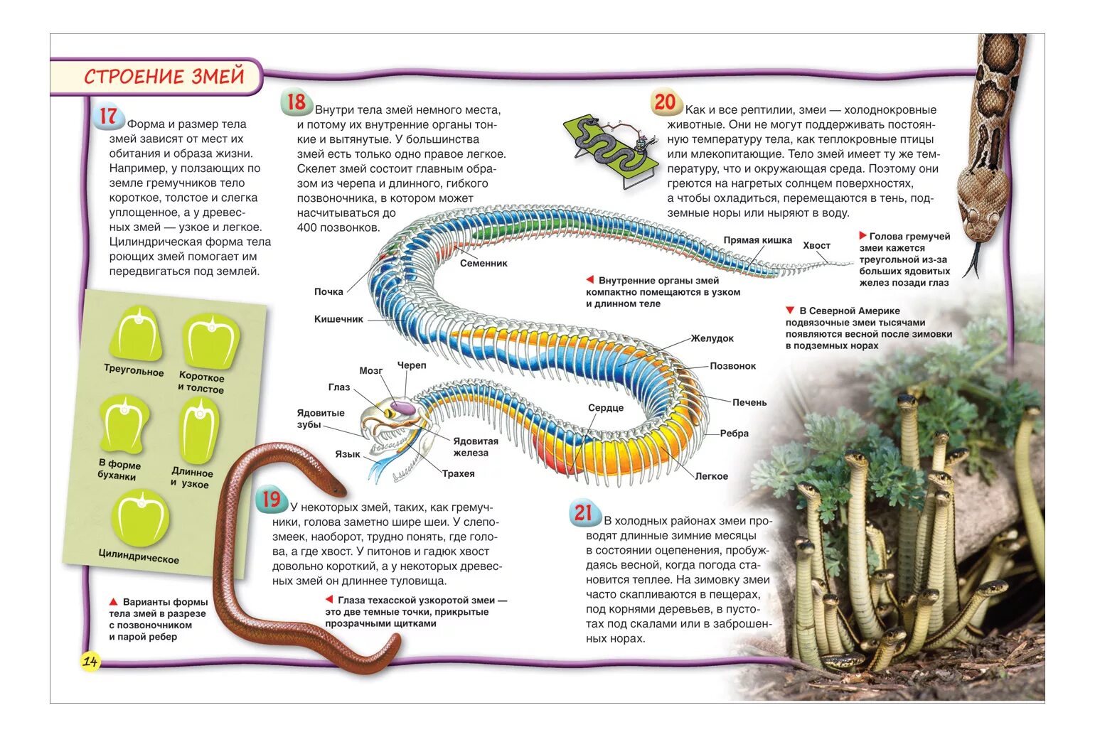 Внутреннее строение змеи. Внутренне строение змеи. Строение тела змей. Внутреннее строение гадюки. Какое тело у змеи