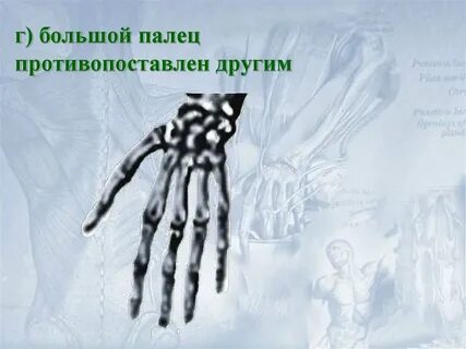 Большой палец противопоставлен остальным у человека