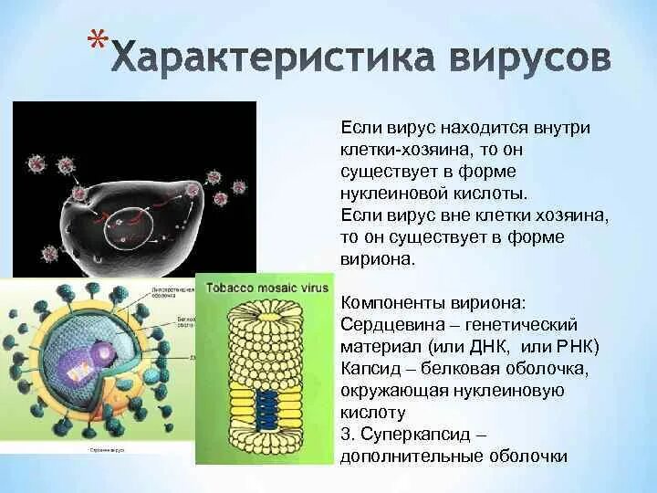Вирус наследственная информация. Вирус внутри клетки. Вирусы вне клетки. Внутриклеточный паразитизм вирусов. Вирусы внутриклеточные паразиты.