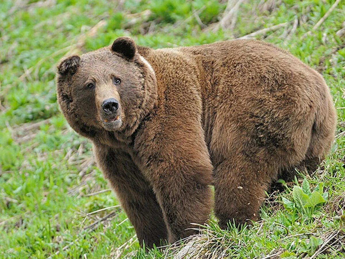 Бурый медведь животное распространенное на территории. Бурый медведь Новосибирской области. Тянь-шаньский бурый медведь. Кавказский бурый медведь. Гризли североамериканский бурый медведь.