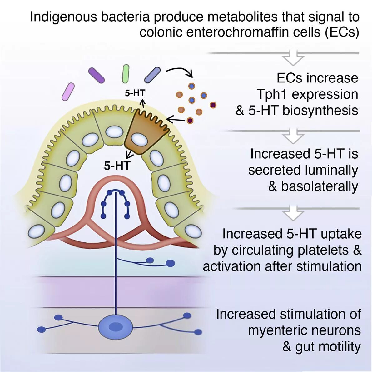 Серотонин в кишечнике. Энтерохромаффинные клетки кишечника. Серотонин вырабатывается в кишечнике. Серотонин клетки