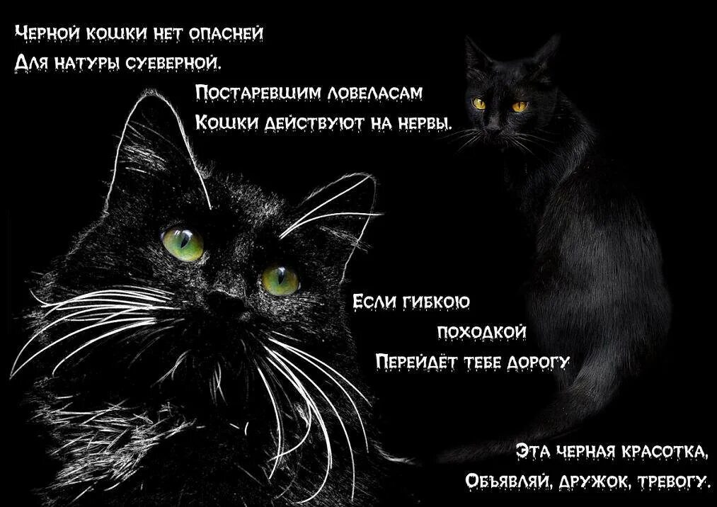 Цитаты про черных котов. Стих про черного кота. Черный кот высказывания. Цитаты про черного кота смешные. Черный кот стихи