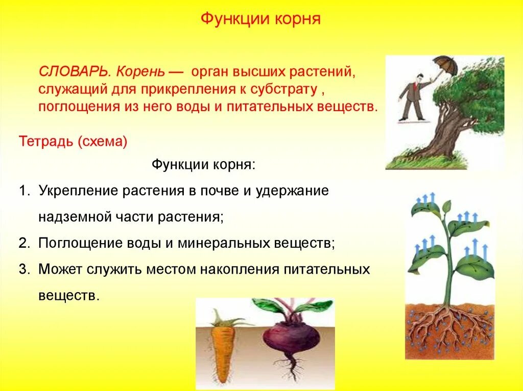 Функции корня проводящая. Функции корня проводящая