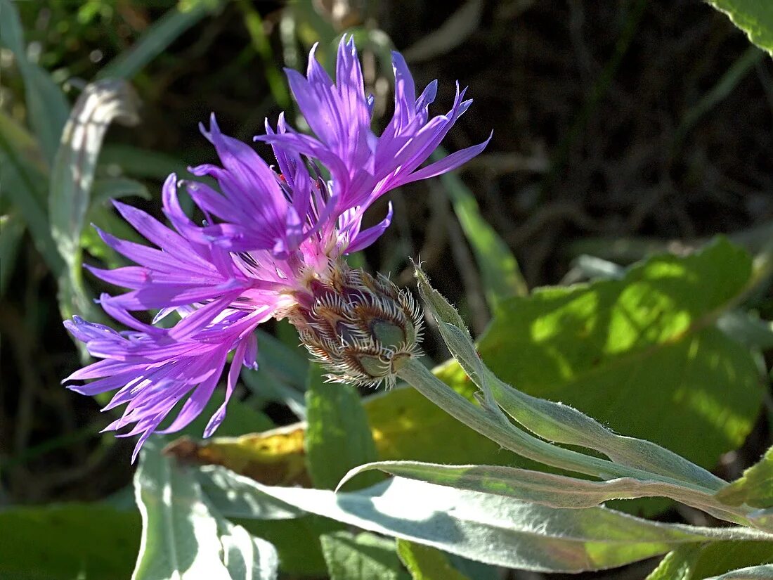 Как выглядят воронковидные растения Василек синий (Centaurea cyanus, семейство Сложноцветные Composit