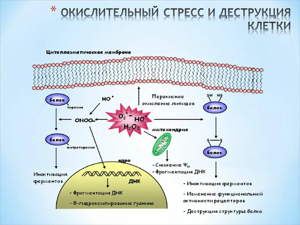 Окислительный стресс и деструкция клетки. Свободные радикалы и окислительный стресс. Оксидативный стресс клетки. Реакция организма клетки на