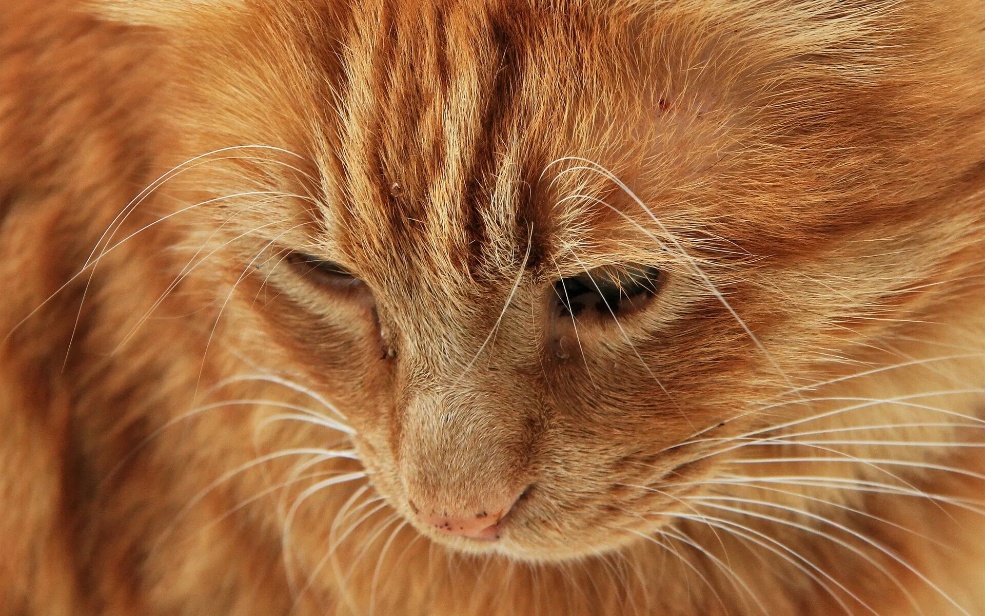 Бразильская короткошерстная кошка рыжая. Рыжий котенок с голубыми глазами. Рыжая кошка. Морда рыжего кота. Охос азулес рыжий.