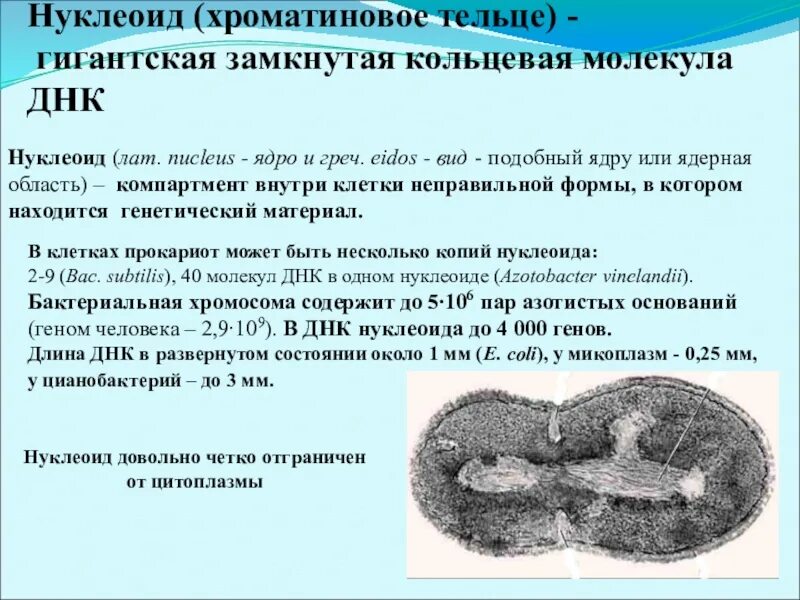 Нуклеоид прокариот. Нуклеоид бактерий. Нуклеоид бактерий строение. Нуклеоид это в микробиологии. Нуклеид микробиология.