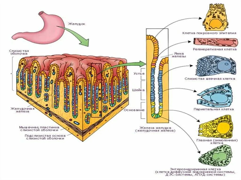 Клетки пищеварительных желез желудка таблица. Клетки собственных желез желудка гистология. Железы желудка их функции и строение. Главные клетки желудка функции. Клетки слизистой желудка вырабатывают