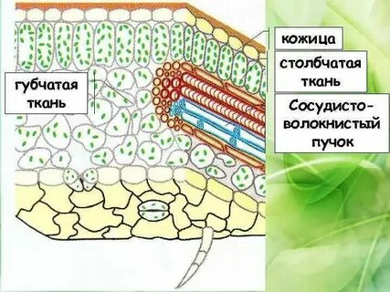 Какие ткани столбчатые