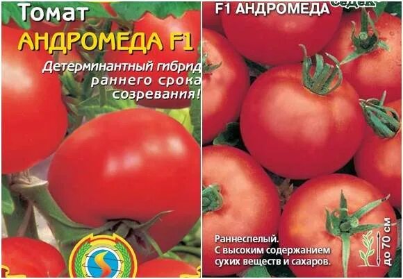 Томат АНДРОМЕДА F1