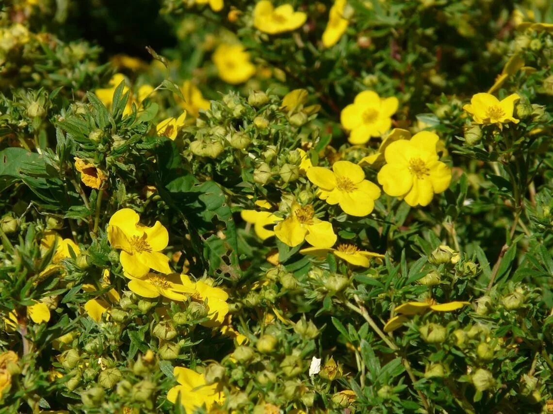 Лапчатка 4 буквы. Лапчатка кустарниковая (курильский чай) (dasiphora fruticosa). лапчатка луговая. лапчатка гусиная. лапчатка лапландская.