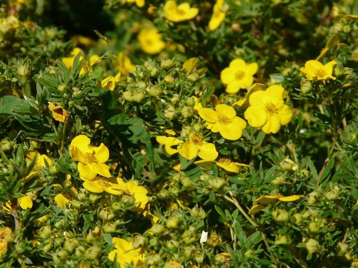 Лапчатка желтая фото. Лапчатка (dasiphora fruticosa. Лапчатка кустарниковая (Курильский чай) (dasiphora fruticosa). Пятилистник кустарниковый - dasiphora fruticosa. Лапчатка Лапландская.