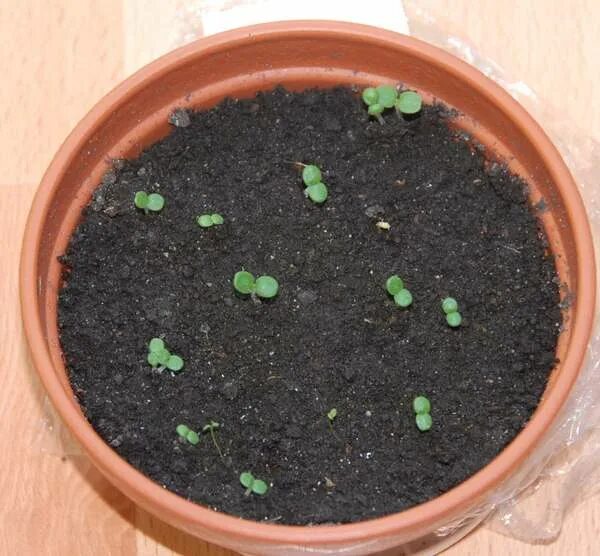 семена растений для посадки. прорастание семян проросток. лантана из семян. сорные растения характеристика. как растет цветок.