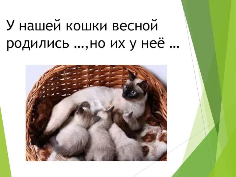 Весной рождаются самые. У нашей кошки весной родились. У нашей кошки весной родились котята. У нашей кошки весной родились котята но их у неё отняли. Текст у нашей кошки весной родились котята.