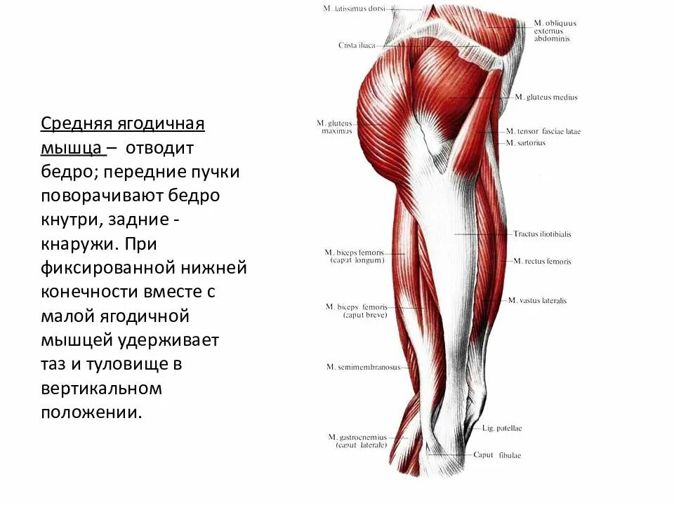 Функции приводящих мышц. Латеральная группа мышц бедра анатомия. Отводящие мышцы бедра анатомия. Приводящие мышцы бедра анатомия крепления. Напрягатель широкой фасции бедра упражнения.