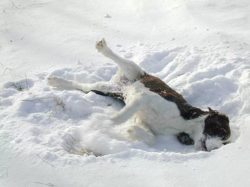 Валяться в снегу. Собака в сугробе. Кот валяется в снегу.