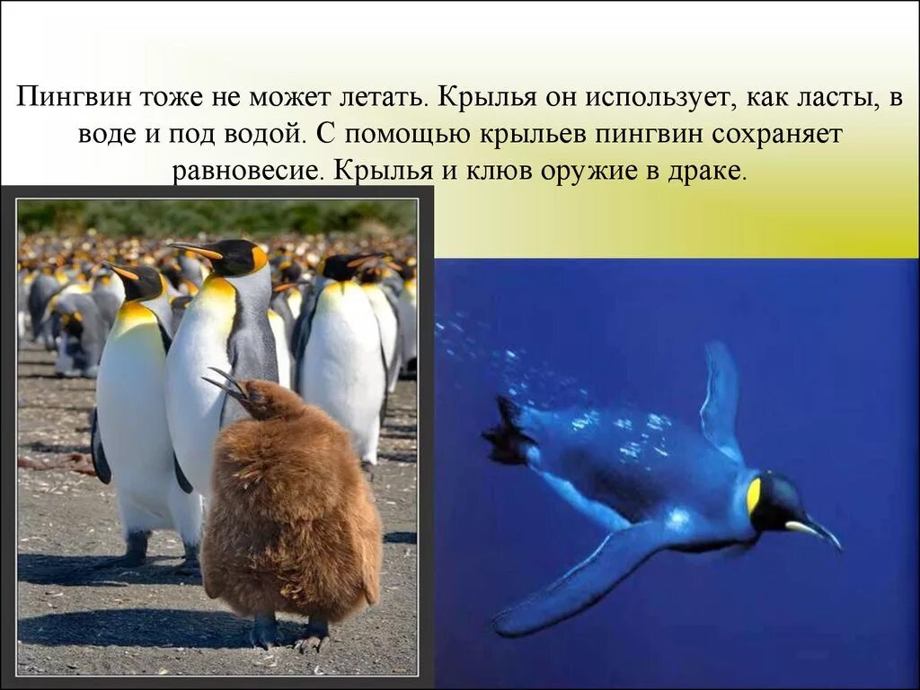 Птицы которые не летают. Птицы которые не летают рассказ. Птицы которые не летают пингвины. Пингвин может летать. Рассказ о пингвине который не летает.