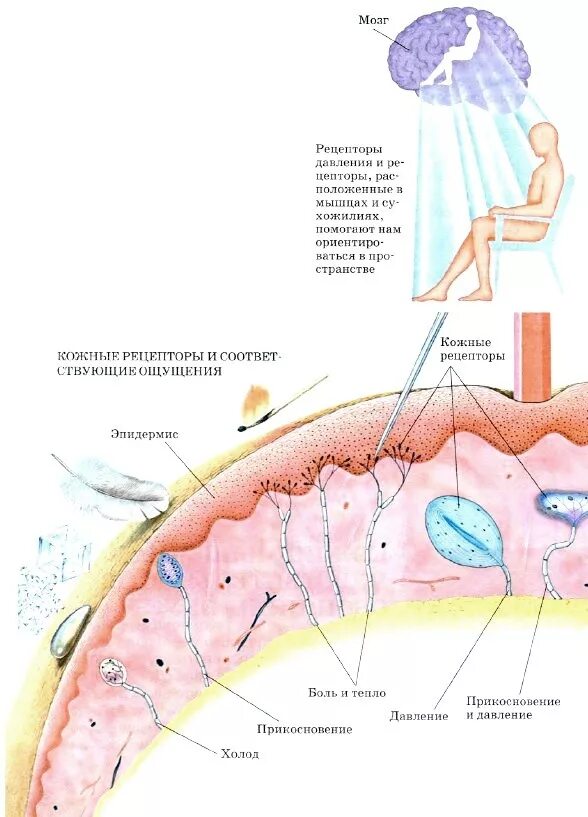 Анализатор кожно мышечной чувствительности. Мышечное чувство строение анализатора. Анализатор кожно мышечной чувствительности функции. Рецепторы кожно мышечного анализатора. Мышечное чувство конспект