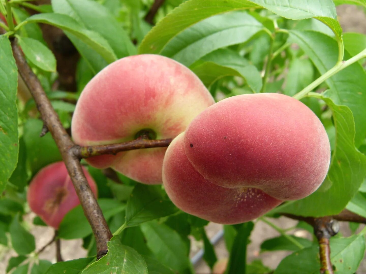 Персик спринг голд. Персик инжирный уфо. Персик уфо 3. Персик уфо. Персик уфо.