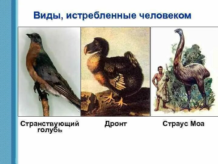 Вымирающие виды. Истребленные человеком виды. Вымершие животные истребленные человеком. Вымершие переходящие животные. Дронд.