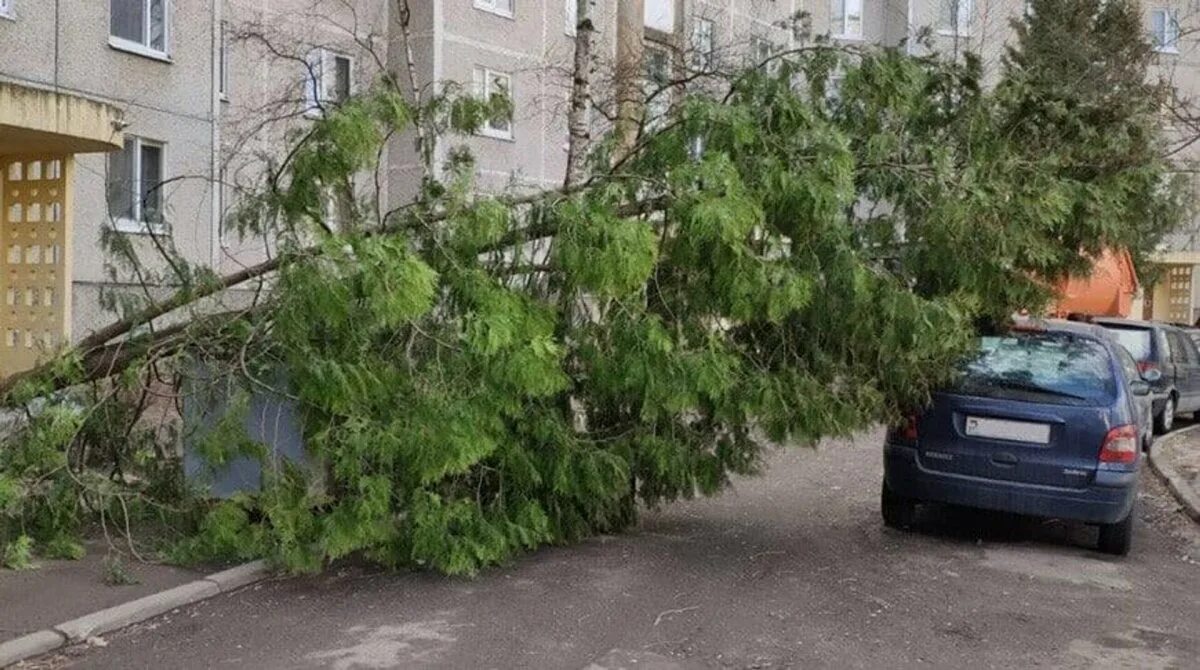 Ветер грозил. Упавшее дерево. Сильный ветер в Беларуси. Упало дерево ветер сильный. Последствия сильного ветра.