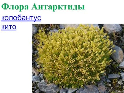 Растительность в антарктиде
