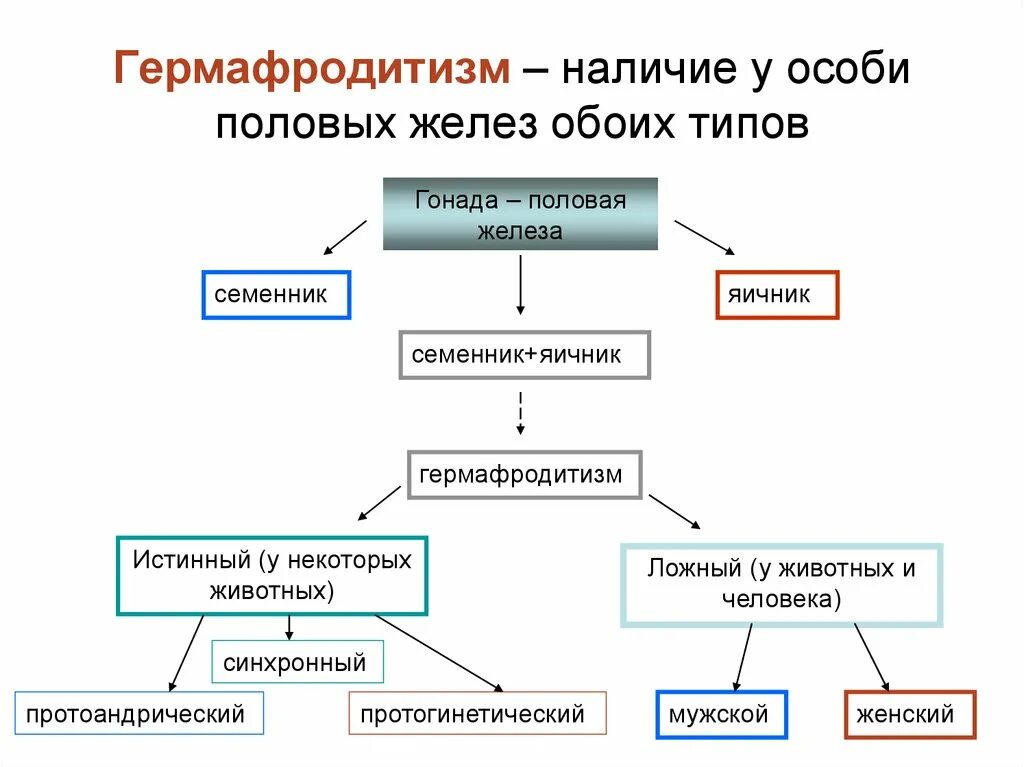 Гермафродиты особенности