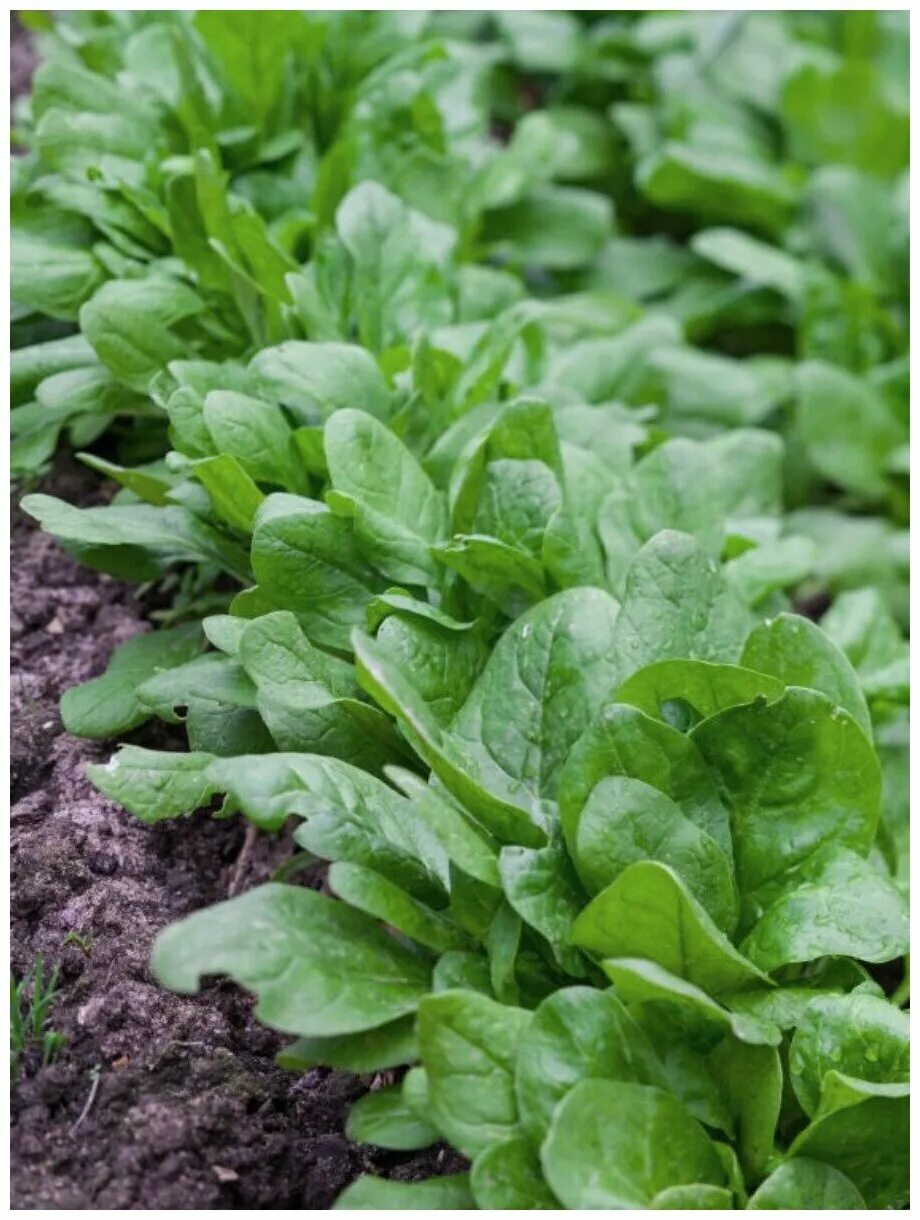 руккола огородная. шпинат огородный всходы. шпинат огородный. шпинат огородный рассада. шпинат огородный.