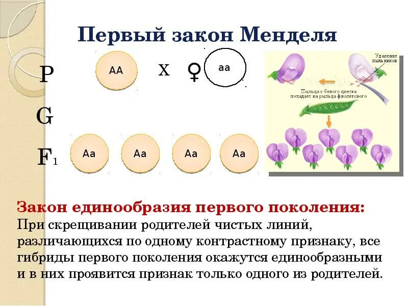 Первый закон Менделя биология 9 класс. 1 Закон Менделя генетика. Первый закон Менделя опыт. Опыты Менделя по моногибридному скрещиванию.