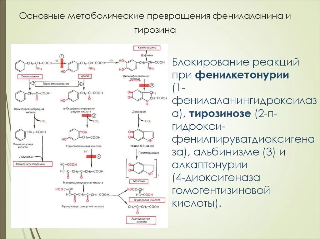 Фенилаланин биохимия. Обмен фенилаланина и тирозина биохимия реакции. Схема альтернативного пути метаболизма фенилаланина.. Схема метаболизма ароматических аминокислот. Превращение фенилаланина в тирозин тирозин.