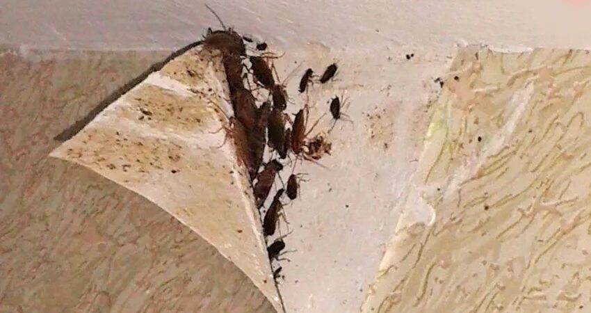 Таракан сдает квартиру. Много тараканов на стене. Гнездо тараканов. Тараканье гнездо. Тараканы на стенах в квартире.
