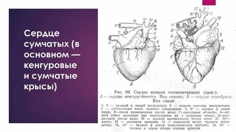 У какого животного 4 сердца