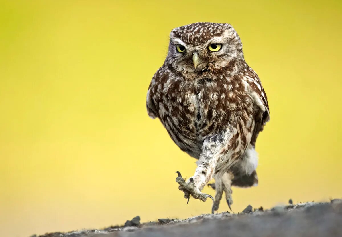 Смешная открытка берегись работы. Работа дала мне многое. Берегись работа. Берегись работа я иду прикольные. Совы.