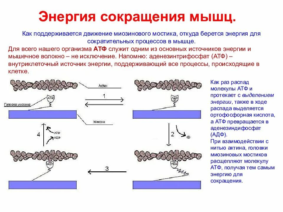 Откуда берется энергия атф. Энергия мышечного сокращения. Энергетика мышечного сокращения. Источники энергии для мышечного сокращения:. Энергия сокращения.