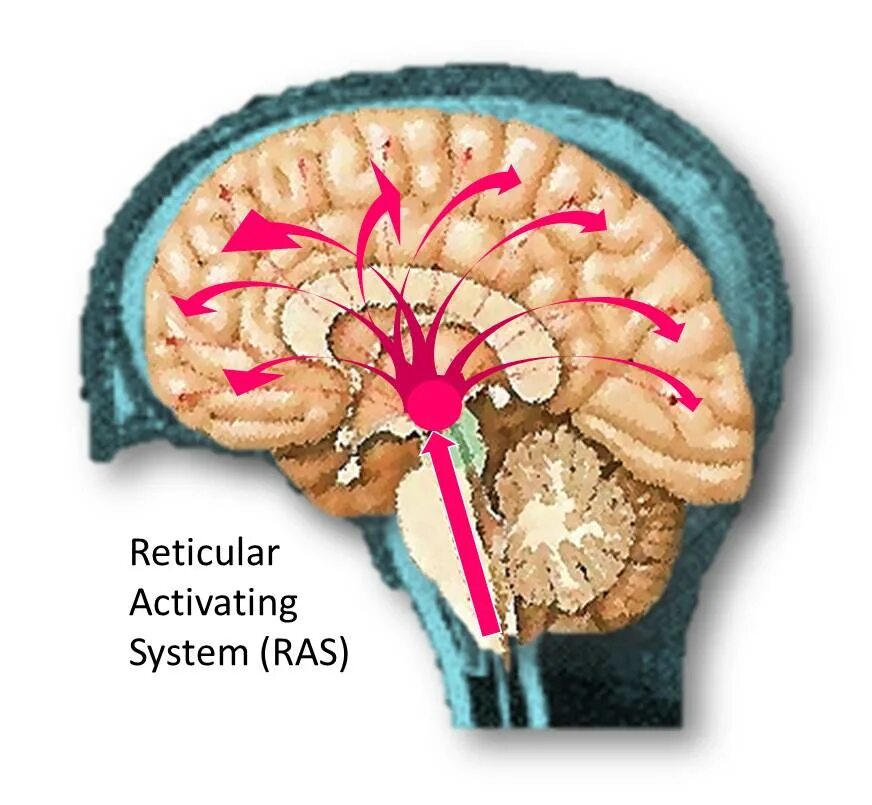 Activate system. Ras the reticular activating System. Ретикулярная активирующая система. Ретикулярная система мозга. Система рас в мозге.