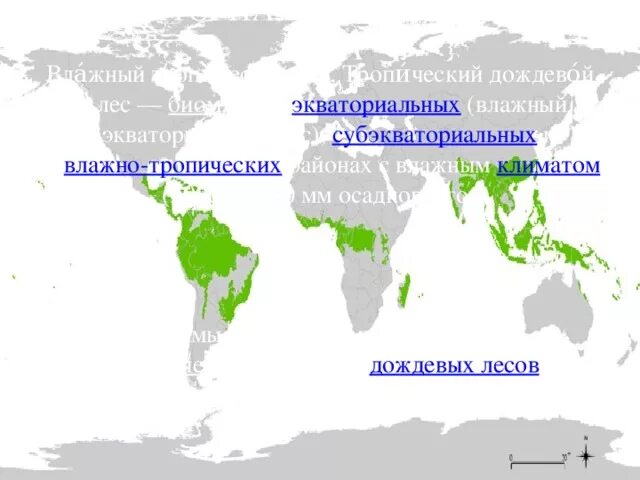 Зона влажных экваториальных лесов на карте. Тропический лес на карте.
