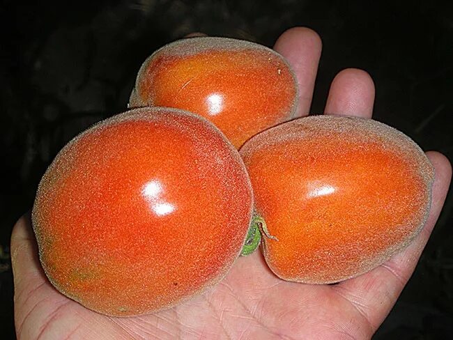 Сорт помидор сердце абрикосовой зебры. Томат абрикос желтый. Томат абрикос. Томат абрикос. Томат абрикос (abrikos, литва).