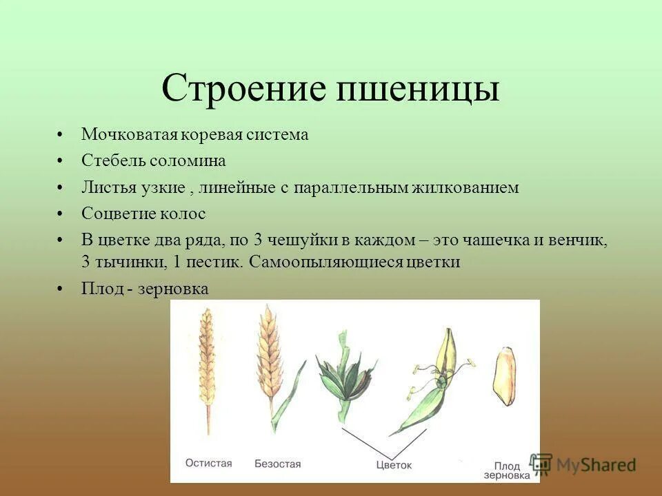 Для семейства злаковых характерно. Строение околоцветника у пшеницы. Форма листа у ржи. Строение злаков пшеницы. Пшеница форма листовой пластинки.